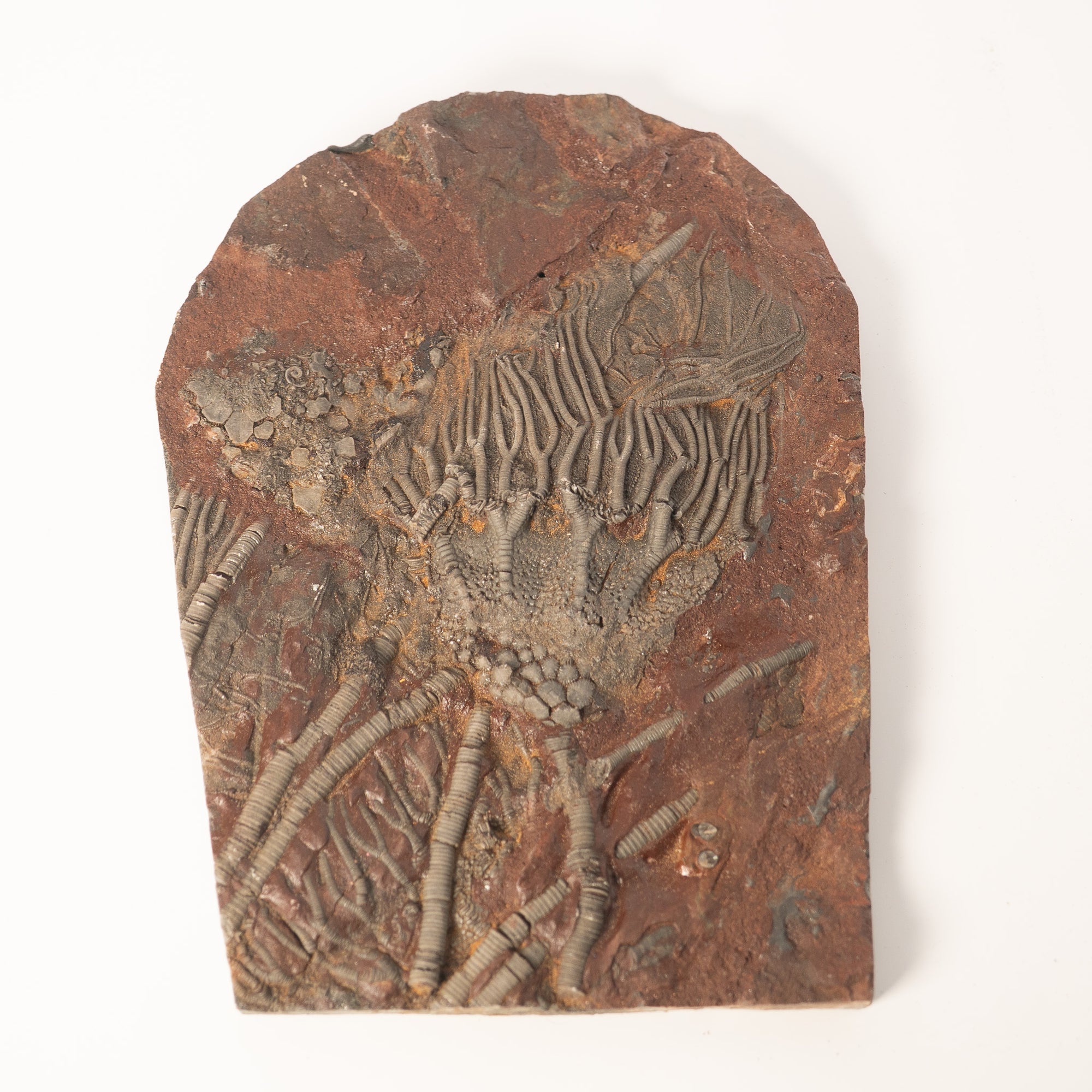 Fossil Crinoid Plate (Scyphocrinites), 7 inches - Silurian Period - 423 to 419.2 MYA - Morocco