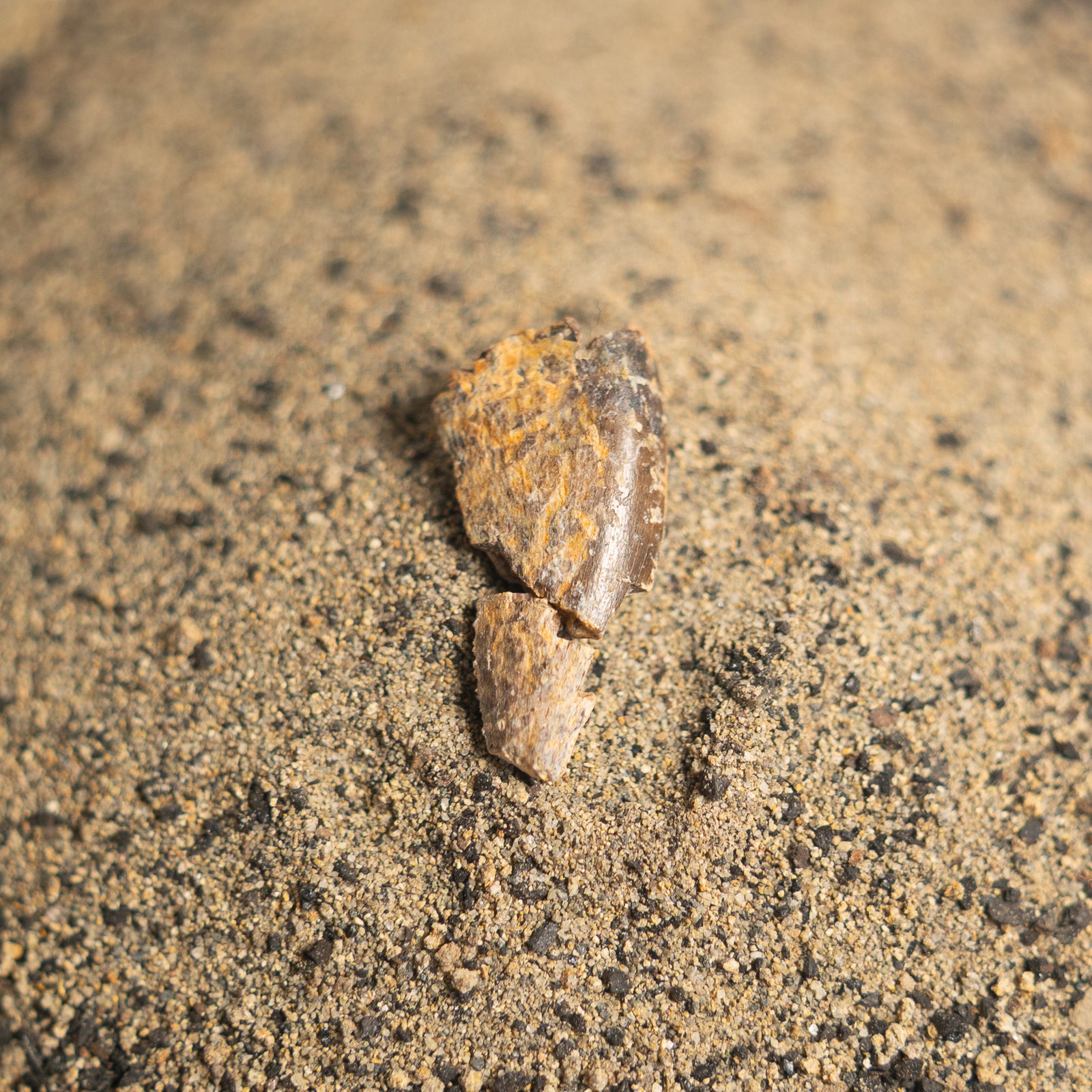 Nanotyrannus Tooth, 22 mm long - Cretaceous Period - 68 to 66 MYA - Montana, USA