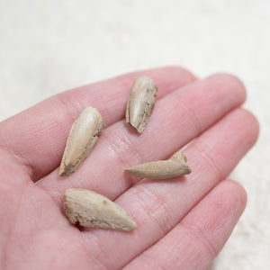 Turtle Claw, Hell Creek - Cretaceous Period - 68 to 66 MYA - Montana, USA