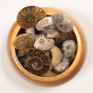 Ammonites Of The World Large Display  - Cretaceous Period Jurassic Period - 101 to 66 MYA 174.1 to 145 MYA- Madagascar