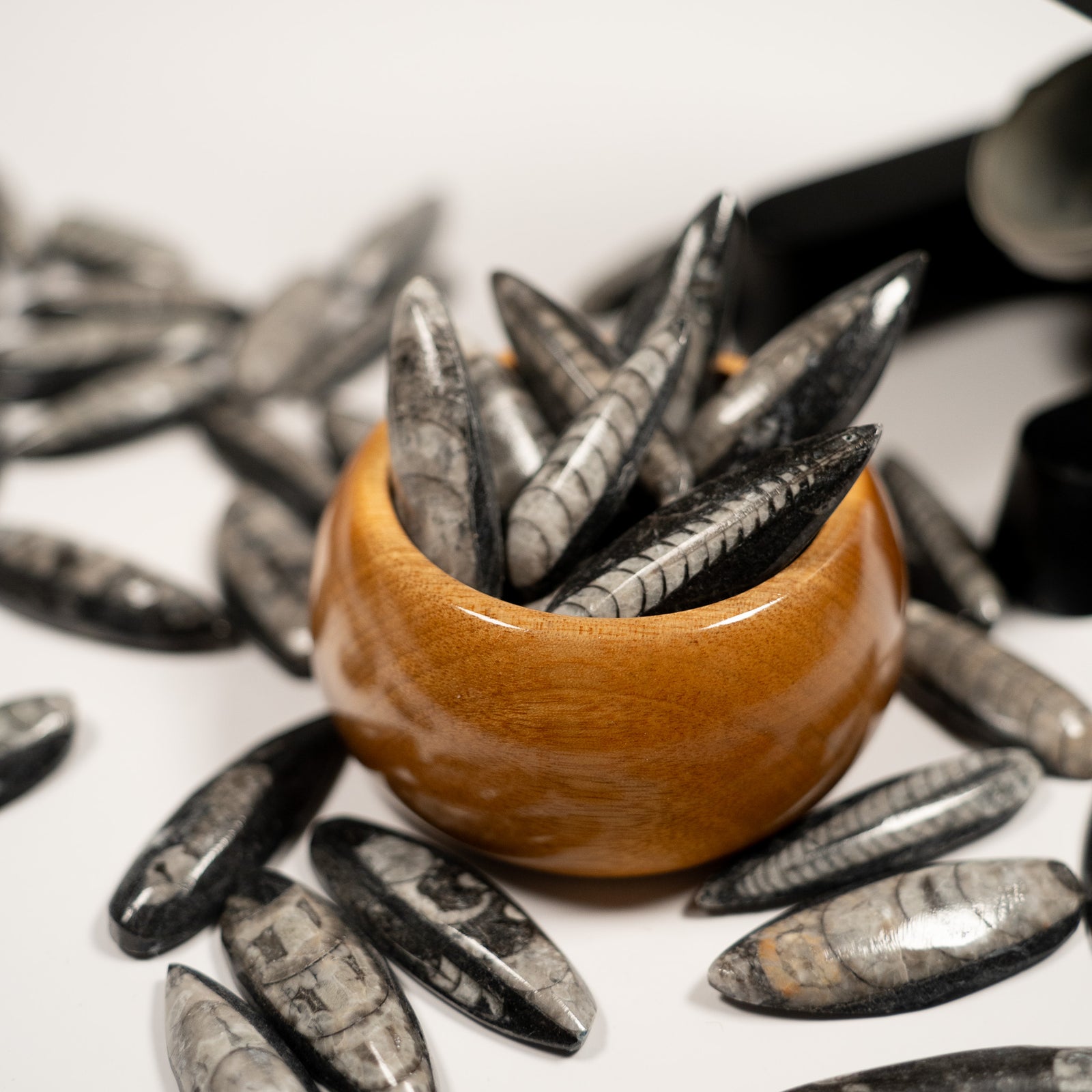 Orthoceras Fossil - Ordovician Period - 470-458 MYA - Morocco