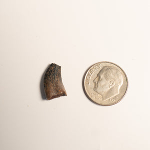 Nanotyrannus Tooth, 15 mm long - Cretaceous Period - 68 to 66 MYA - Montana, USA