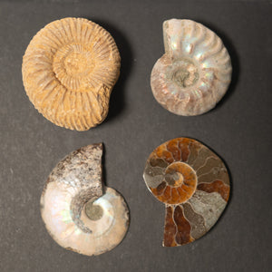 Ammonites Of The World Large Display  - Cretaceous Period Jurassic Period - 101 to 66 MYA 174.1 to 145 MYA- Madagascar