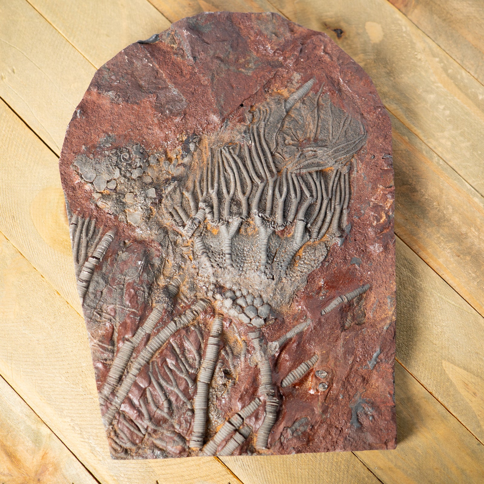 Fossil Crinoid Plate (Scyphocrinites), 7 inches - Silurian Period - 423 to 419.2 MYA - Morocco