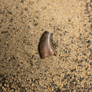 Nanotyrannus Tooth, 15 mm long - Cretaceous Period - 68 to 66 MYA - Montana, USA