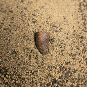 Nanotyrannus Tooth, 15 mm long - Cretaceous Period - 68 to 66 MYA - Montana, USA