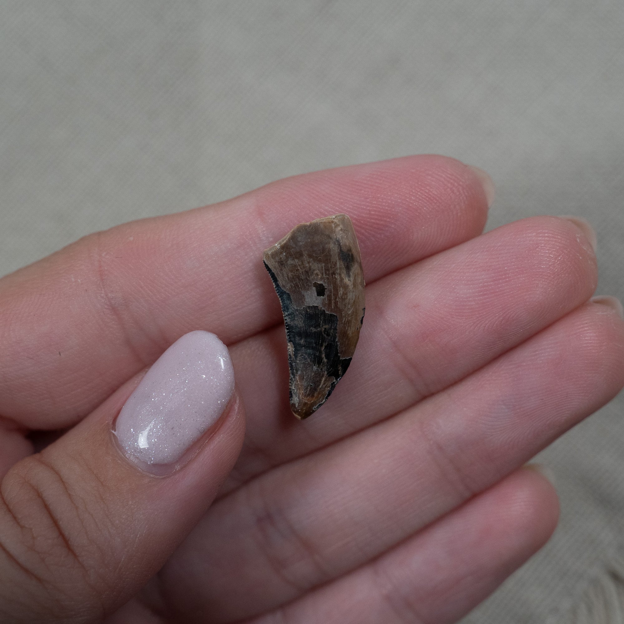 Nanotyrannus Tooth,  22 mm long - Cretaceous Period - 68 to 66 MYA - Montana, USA