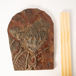 Fossil Crinoid Plate (Scyphocrinites), 7 inches - Silurian Period - 423 to 419.2 MYA - Morocco