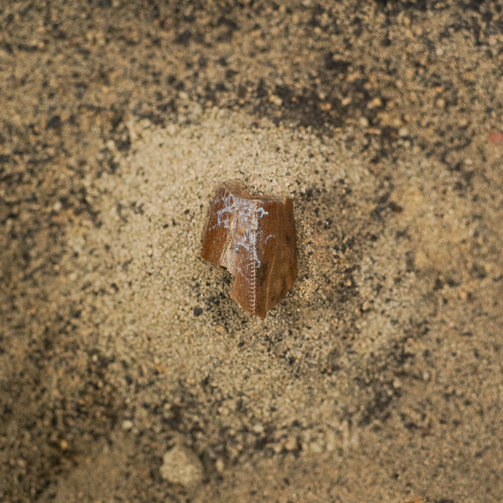 Tyrannosaurus Rex Tooth Fragment - Cretaceous Period - 68 to 66 MYA - Montana, USA