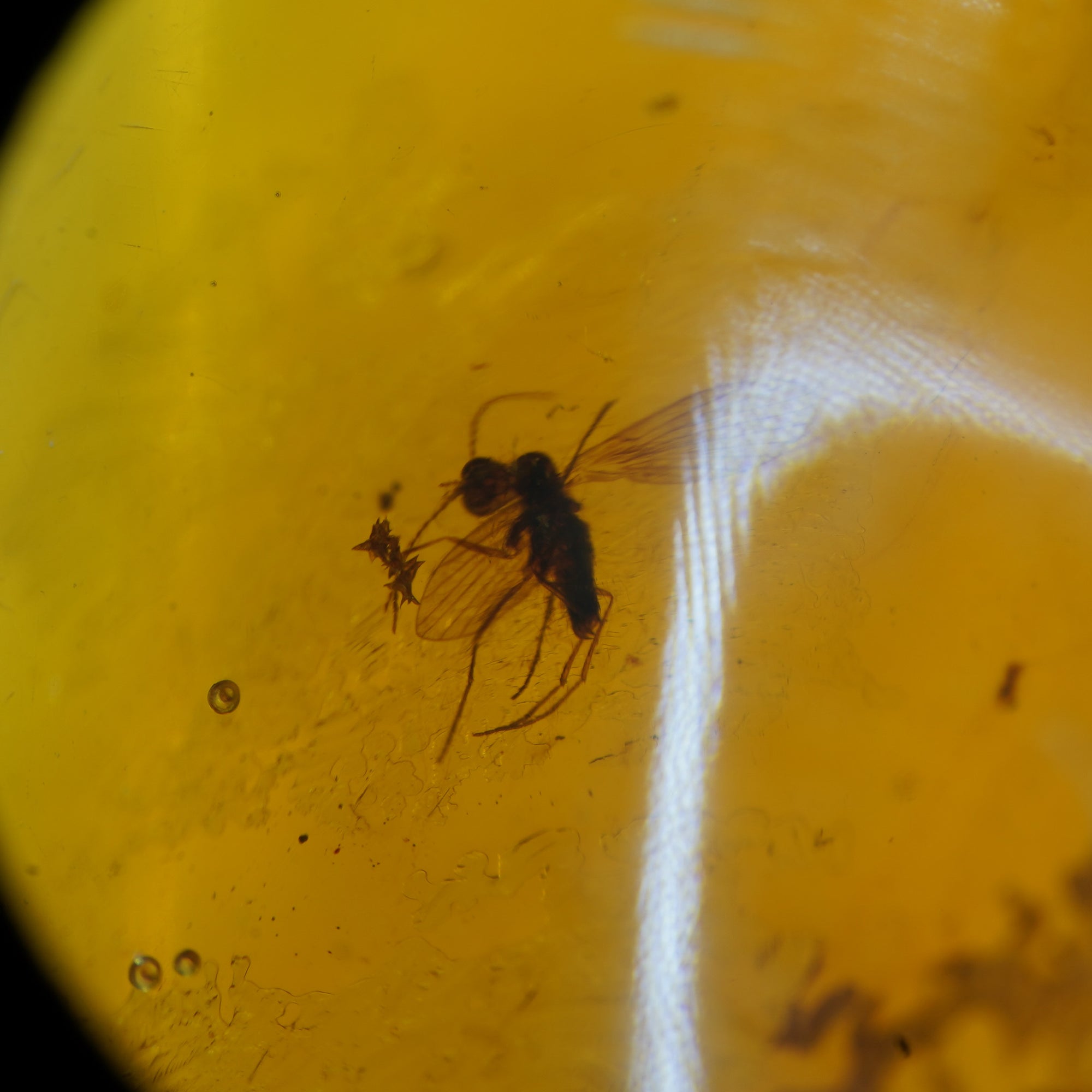 Mosquito in Dominican Amber -  Miocene Epoch - 15 to 20  MYA - Dominican Republic - 33mm-