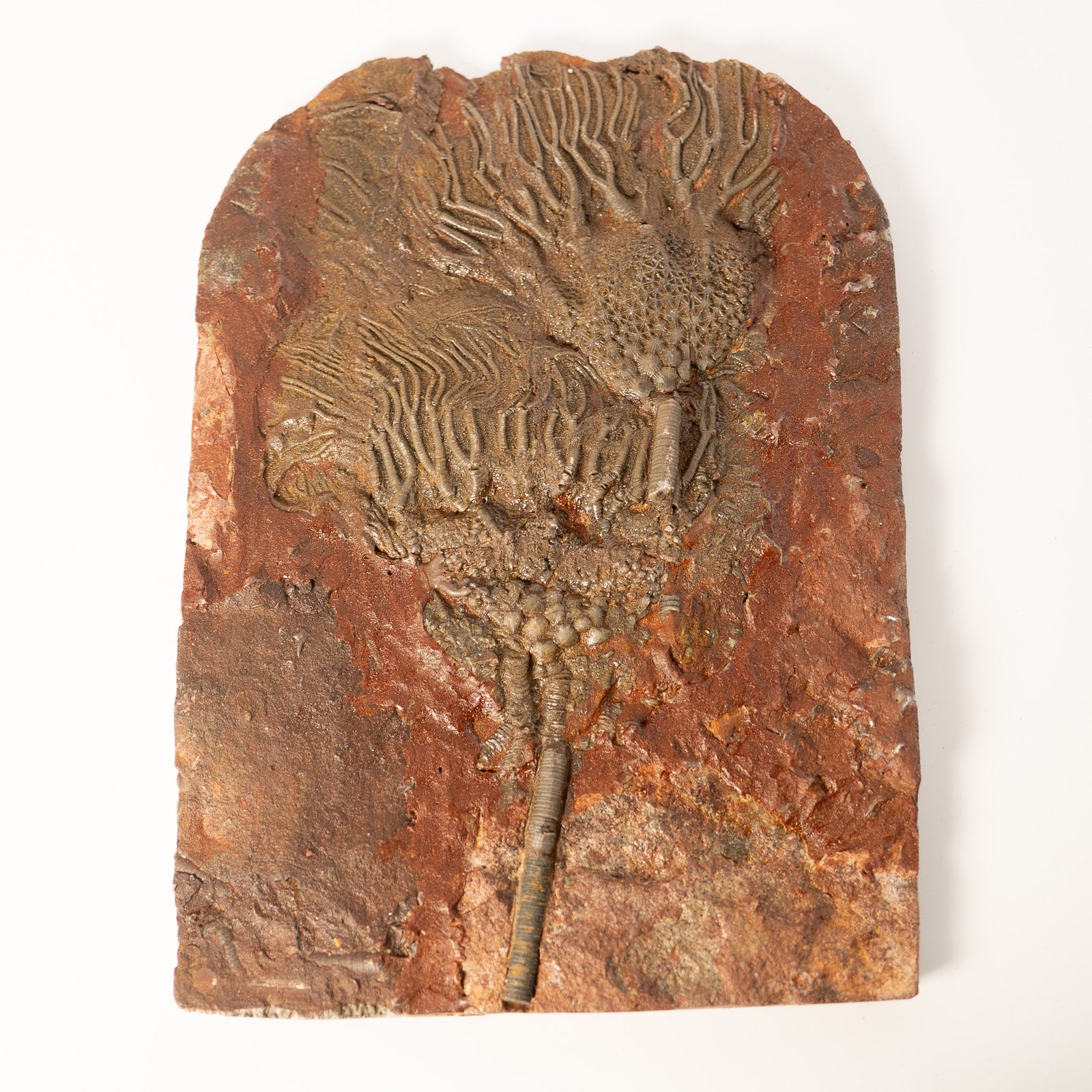 Fossil Crinoid Plate (Scyphocrinites), 9 inches - Silurian Period - 423 to 419.2 MYA - Morocco