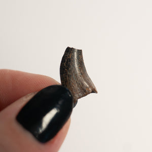 Nanotyrannus Tooth, 15 mm long - Cretaceous Period - 68 to 66 MYA - Montana, USA