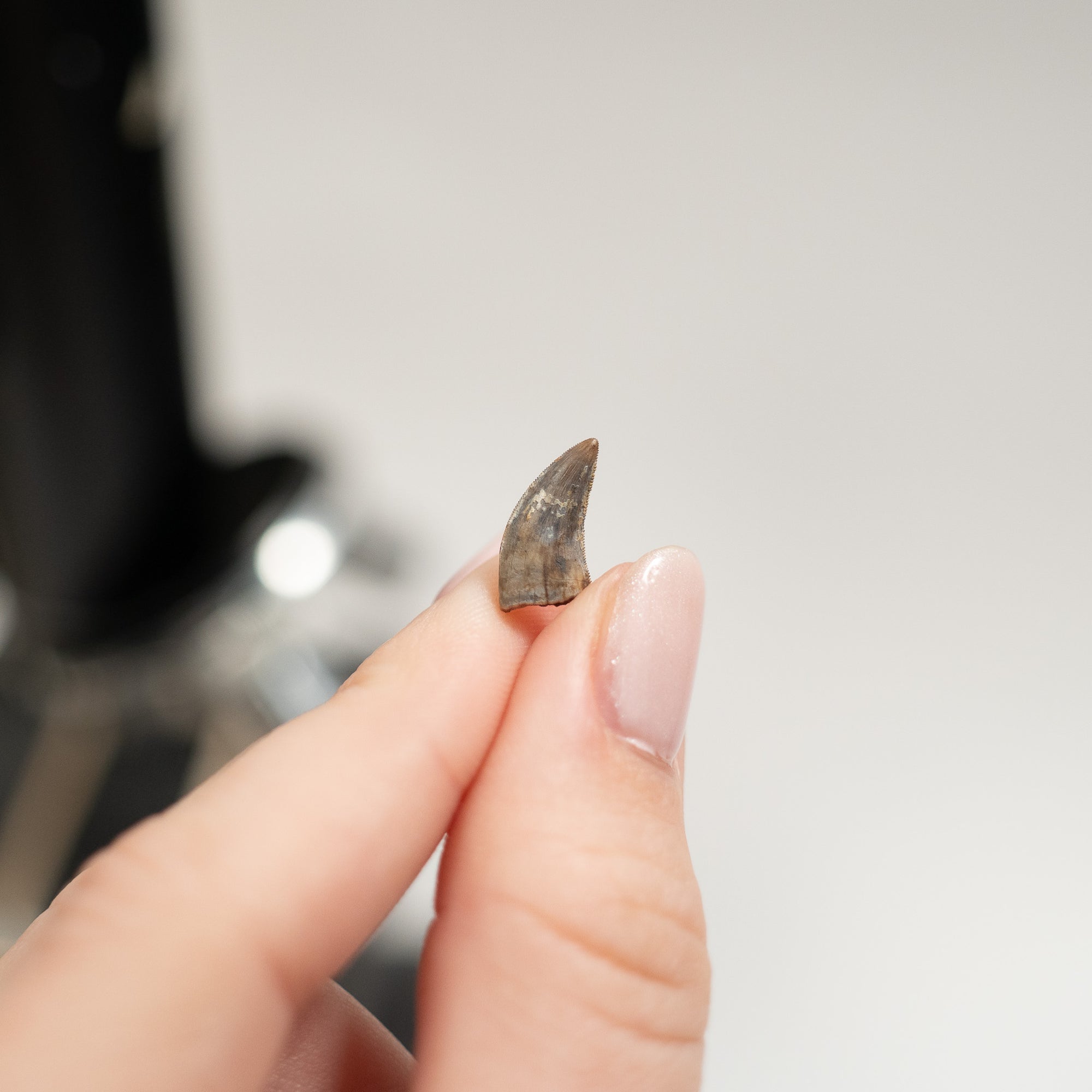 Rooted Nanotyrannus Tooth, 15 mm long - Cretaceous Period - 68 to 66 MYA - Montana, USA