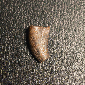 Nanotyrannus Tooth, 15 mm long - Cretaceous Period - 68 to 66 MYA - Montana, USA