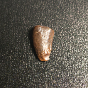 Nanotyrannus Tooth, 18 mm long - Cretaceous Period - 68 to 66 MYA - Montana, USA