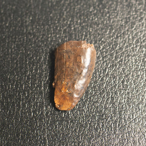 Nanotyrannus Tooth, 18 mm long - Cretaceous Period - 68 to 66 MYA - Montana, USA