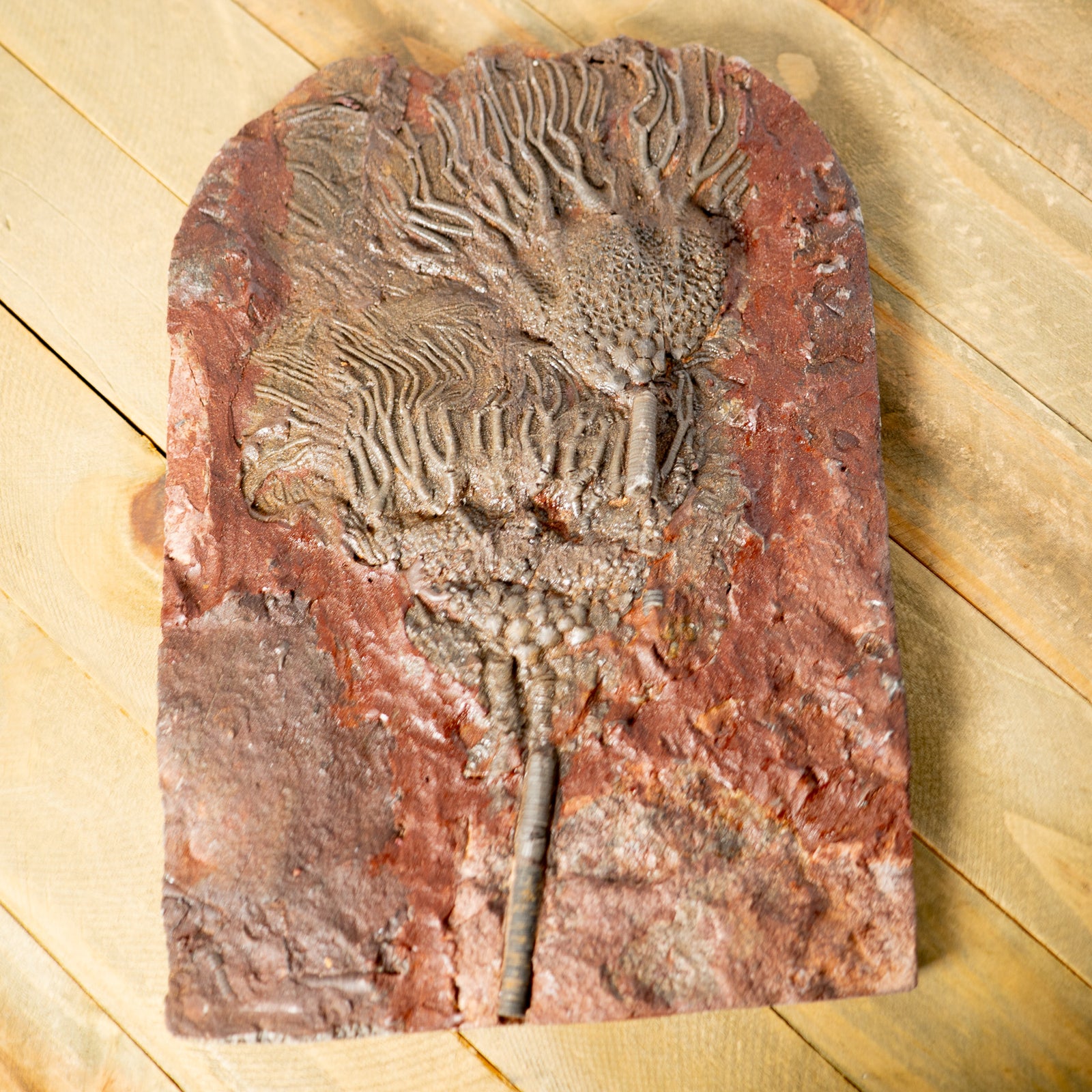 Fossil Crinoid Plate (Scyphocrinites), 9 inches - Silurian Period - 423 to 419.2 MYA - Morocco