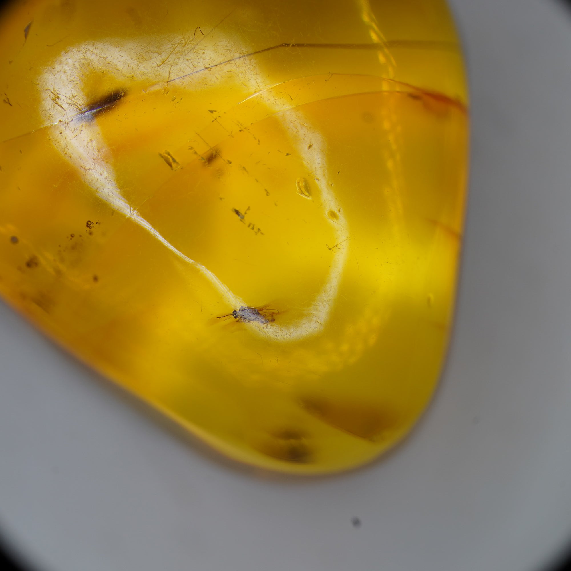 Mosquito with other insects in Dominican Amber -  Miocene Epoch - 15 to 20  MYA - Dominican Republic -23mm-