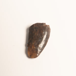 Nanotyrannus Tooth, 18 mm long - Cretaceous Period - 68 to 66 MYA - Montana, USA