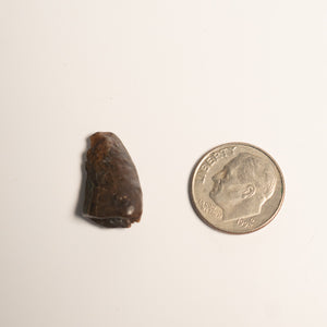 Nanotyrannus Tooth, 18 mm long - Cretaceous Period - 68 to 66 MYA - Montana, USA