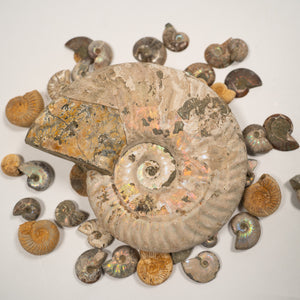 Large Iridescent Ammonite, 13.5 cm - Cretaceous Period - 100 MYA - Madagascar