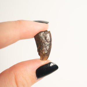 Nanotyrannus Tooth, 18 mm long - Cretaceous Period - 68 to 66 MYA - Montana, USA