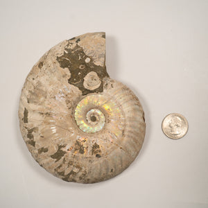 Large Iridescent Ammonite, 13.5 cm - Cretaceous Period - 100 MYA - Madagascar