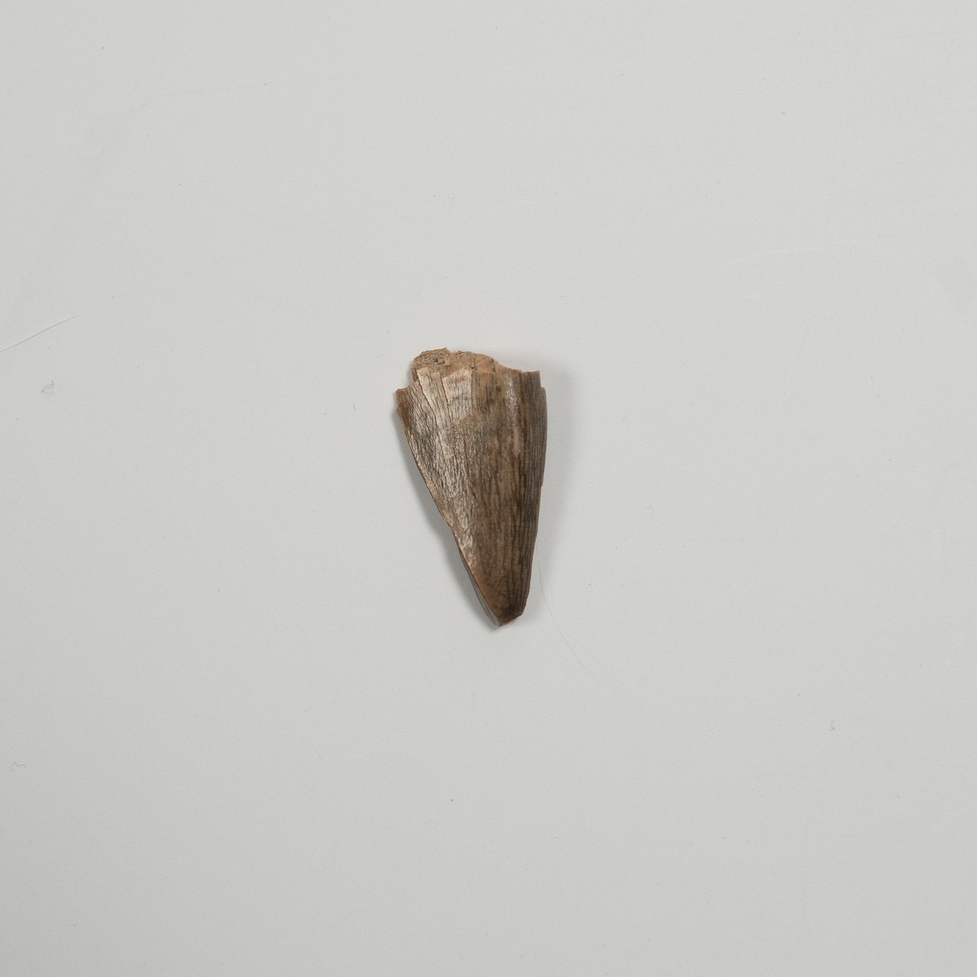 Nanotyrannus Tooth,  18 mm long - Cretaceous Period - 68 to 66 MYA - Montana, USA