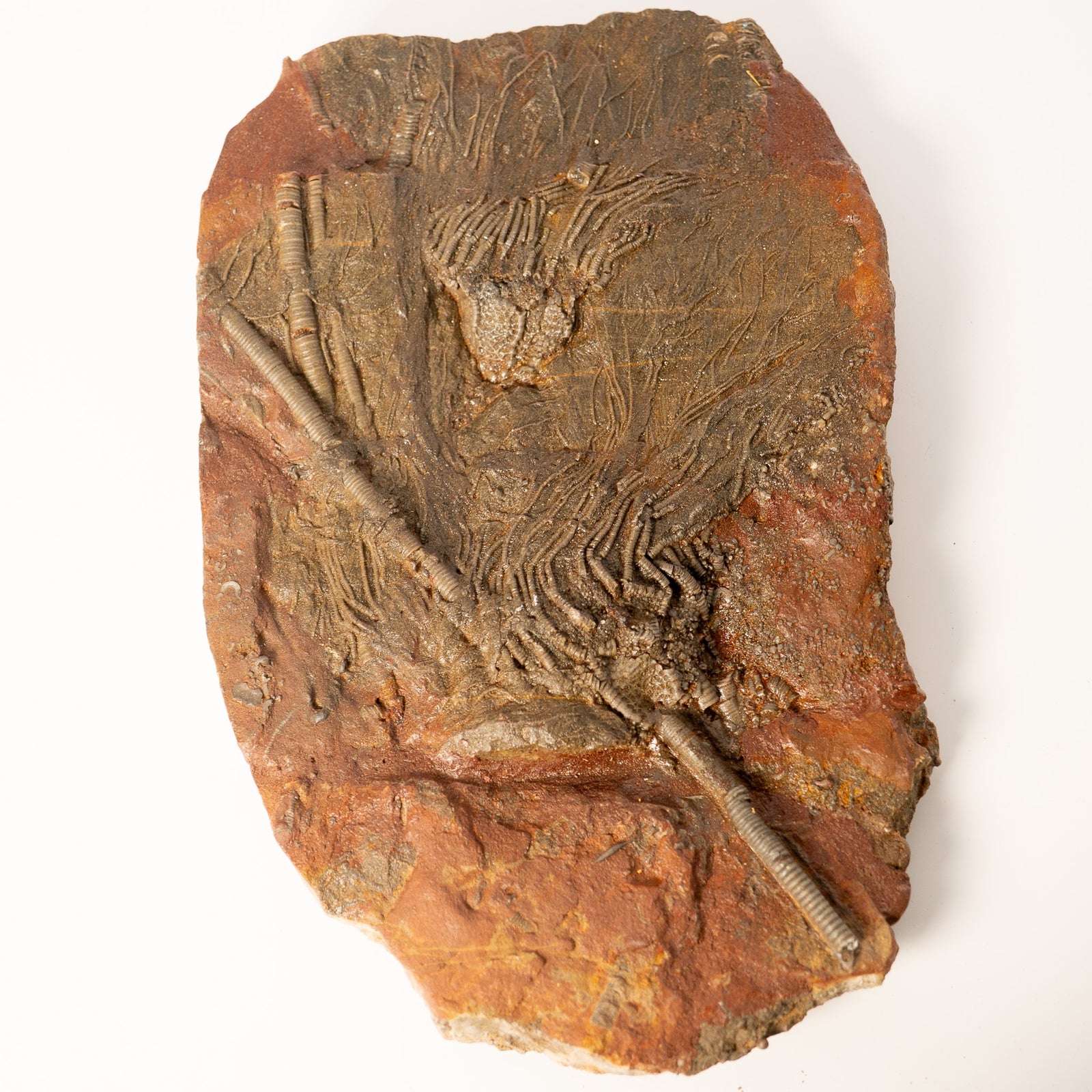 Fossil Crinoid Plate (Scyphocrinites), 9.5 inches - Silurian Period - 423 to 419.2 MYA - Morocco