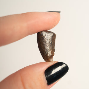 Nanotyrannus Tooth, 18 mm long - Cretaceous Period - 68 to 66 MYA - Montana, USA