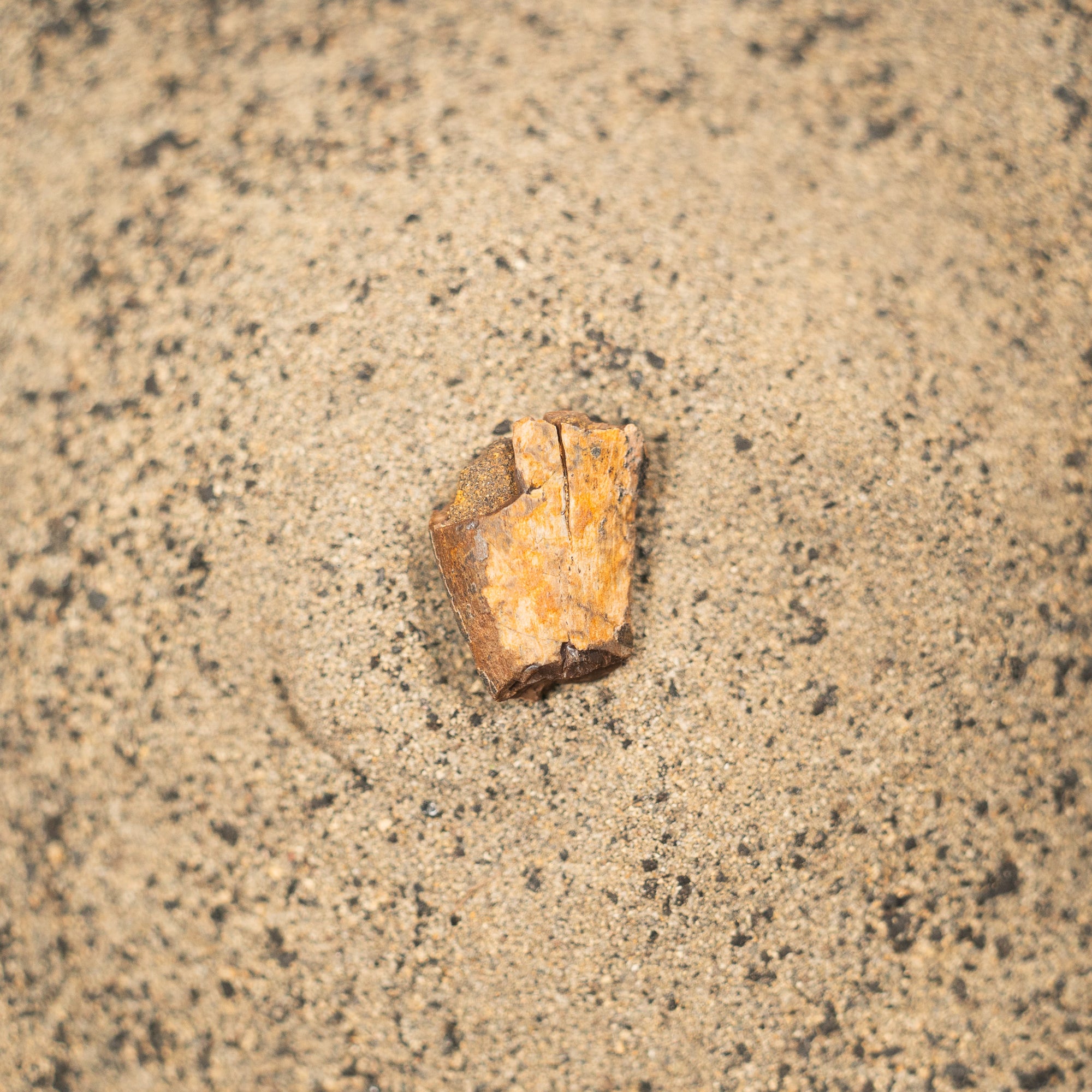 Nanotyrannus Tooth, 18 mm long - Cretaceous Period - 68 to 66 MYA - Montana, USA