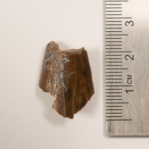 Tyrannosaurus Rex Tooth Fragment - Cretaceous Period - 68 to 66 MYA - Montana, USA