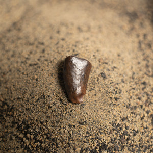 Nanotyrannus Tooth, 18 mm long - Cretaceous Period - 68 to 66 MYA - Montana, USA