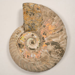 Large Iridescent Ammonite, 13.5 cm - Cretaceous Period - 100 MYA - Madagascar