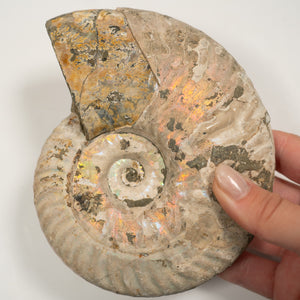 Large Iridescent Ammonite, 13.5 cm - Cretaceous Period - 100 MYA - Madagascar