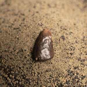 Nanotyrannus Tooth, 18 mm long - Cretaceous Period - 68 to 66 MYA - Montana, USA