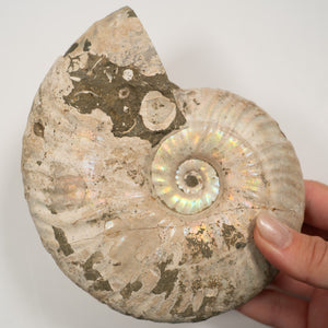 Large Iridescent Ammonite, 13.5 cm - Cretaceous Period - 100 MYA - Madagascar