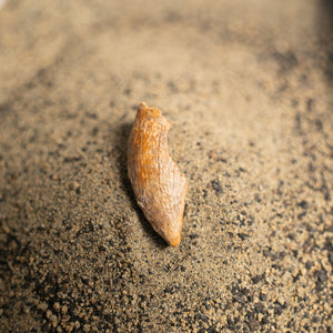 Nanotyrannus Tooth, 26 mm long - Cretaceous Period - 68 to 66 MYA - Montana, USA