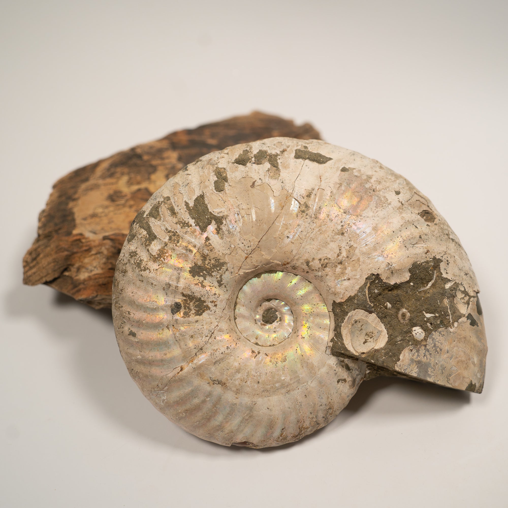 Large Iridescent Ammonite, 13.5 cm - Cretaceous Period - 100 MYA - Madagascar