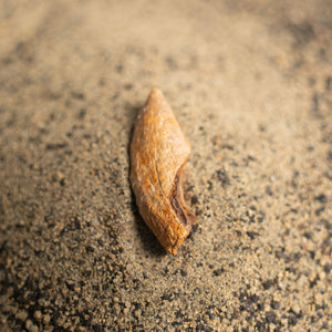 Nanotyrannus Tooth, 26 mm long - Cretaceous Period - 68 to 66 MYA - Montana, USA