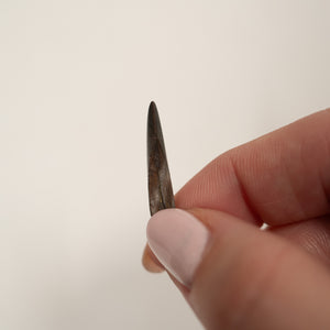 Nanotyrannus Tooth, 23 mm long - Cretaceous Period - 68 to 66 MYA - Montana, USA