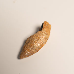 Nanotyrannus Tooth, 26 mm long - Cretaceous Period - 68 to 66 MYA - Montana, USA