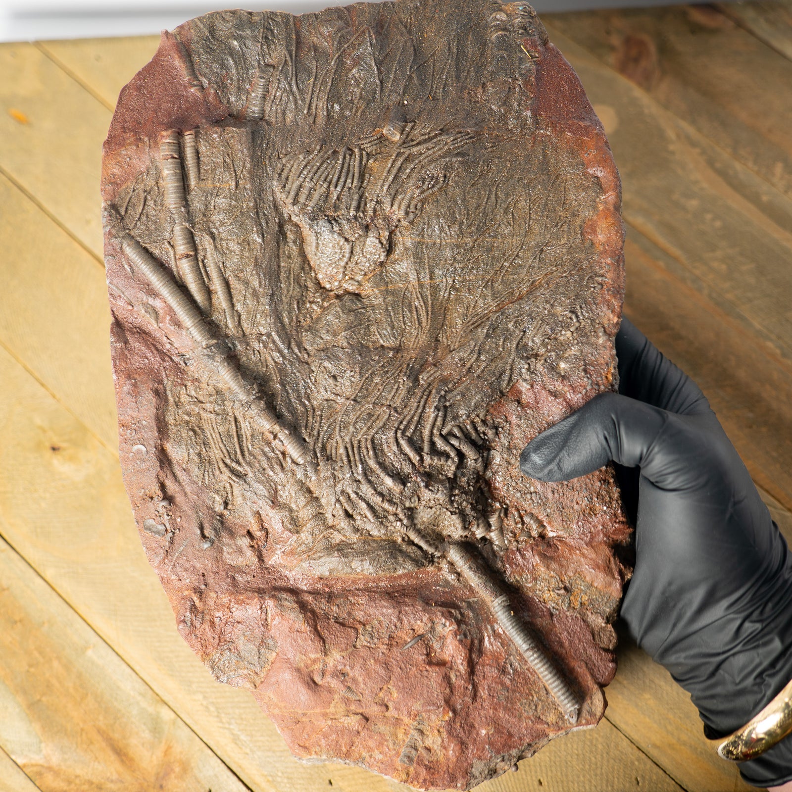 Fossil Crinoid Plate (Scyphocrinites), 9.5 inches - Silurian Period - 423 to 419.2 MYA - Morocco