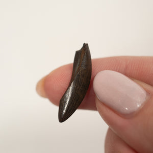 Nanotyrannus Tooth, 23 mm long - Cretaceous Period - 68 to 66 MYA - Montana, USA