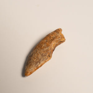 Nanotyrannus Tooth, 26 mm long - Cretaceous Period - 68 to 66 MYA - Montana, USA