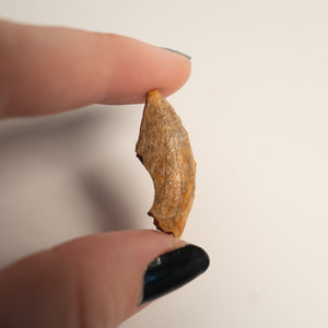 Nanotyrannus Tooth, 26 mm long - Cretaceous Period - 68 to 66 MYA - Montana, USA