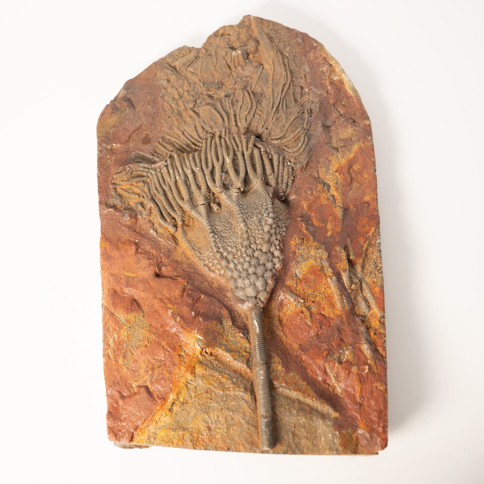 Fossil Crinoid Plate (Scyphocrinites), 10 inches - Silurian Period - 423 to 419.2 MYA - Morocco