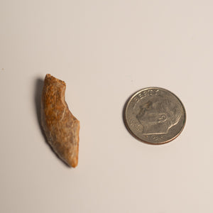 Nanotyrannus Tooth, 26 mm long - Cretaceous Period - 68 to 66 MYA - Montana, USA