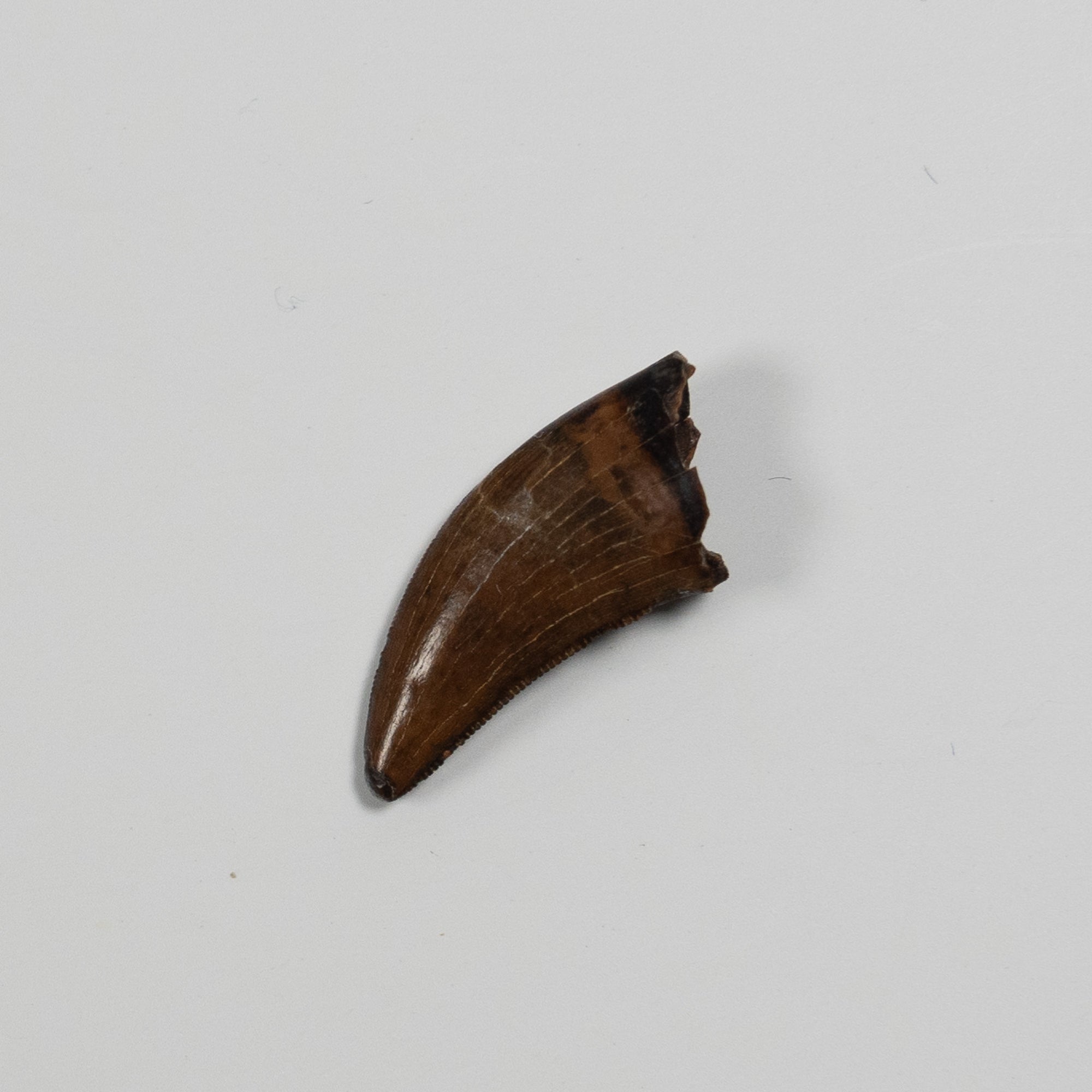 Nanotyrannus Tooth, 18 mm long - Cretaceous Period - 68 to 66 MYA - Montana, USA