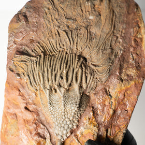 Fossil Crinoid Plate (Scyphocrinites), 10 inches - Silurian Period - 423 to 419.2 MYA - Morocco